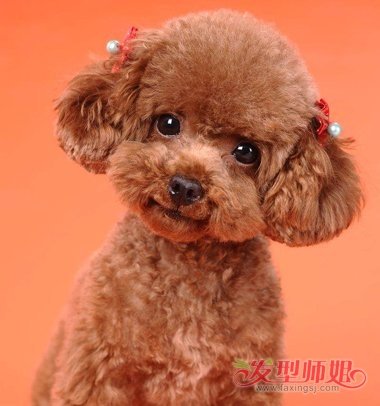 如何给泰迪狗剪毛 给泰迪狗狗剪毛教程