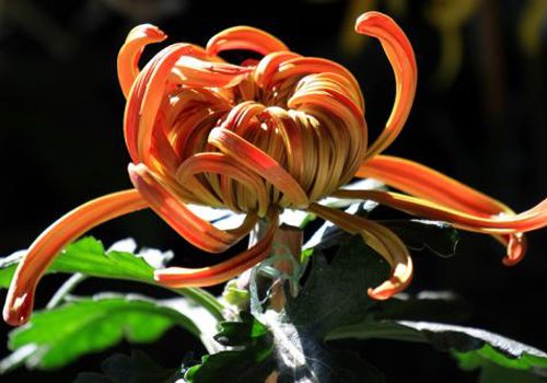 ͷҵԭǹؼ СдͿͷƤ